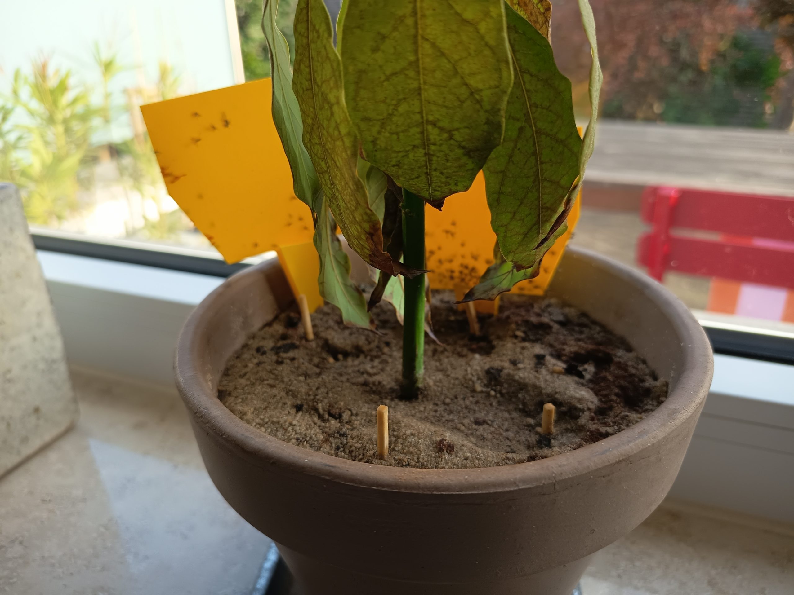 Trauermücken an Zimmerpflanzen bekämpfen